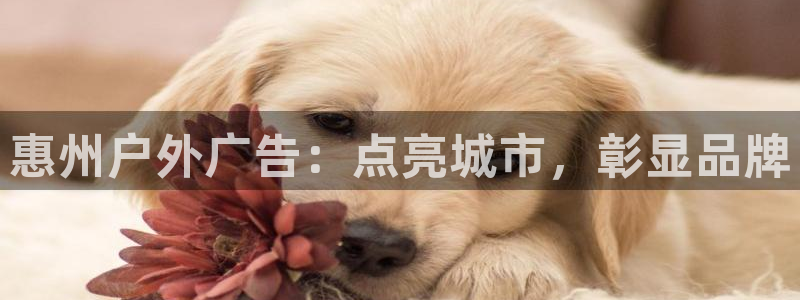 杏宇平台代理怎么样可靠吗